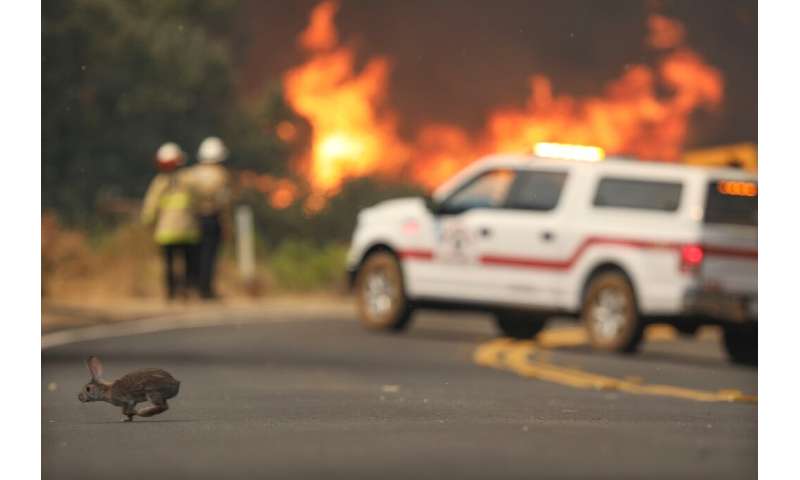 A rabbit crosses the road with flames from a brush fire along Japatul Road during the Valley Fire in Jamul, California on Septem