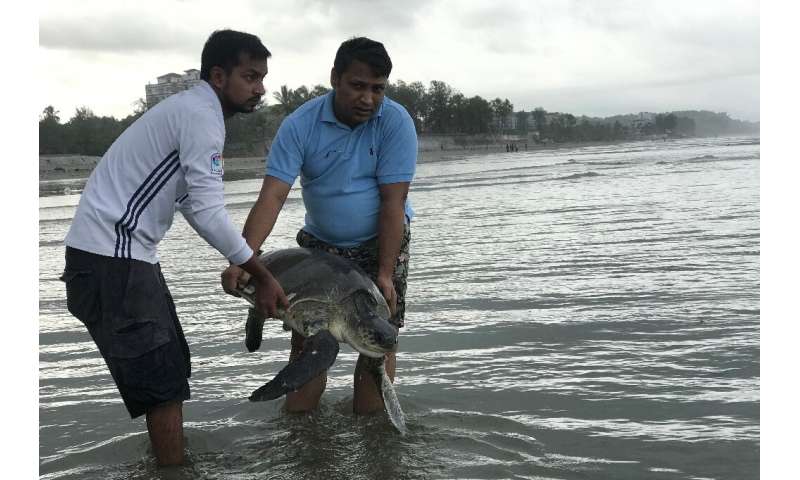 A rescued turtle is released back into the sea at Cox's Bazar. At least 20 were killed and dozens trapped in tonnes of plastic w