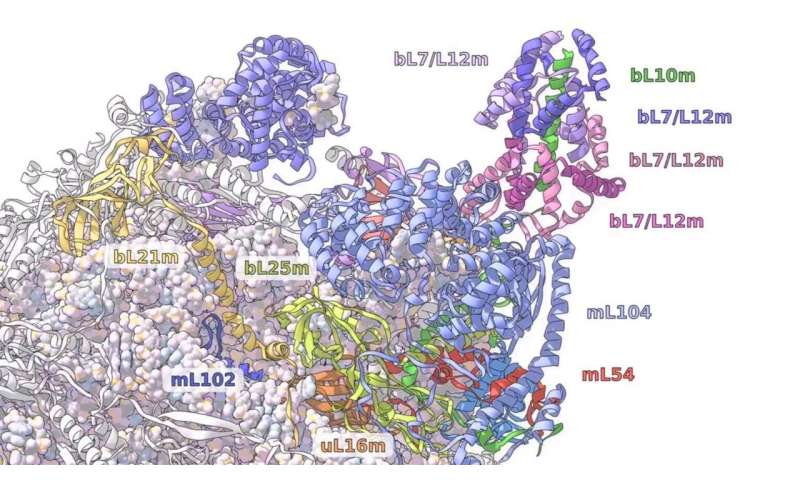 A ribosome odyssey in mitochondria