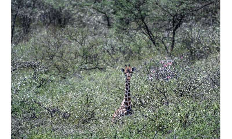 A Rothschild subspecies of giraffe on Lake Baringo faces the threat of rising lake waters