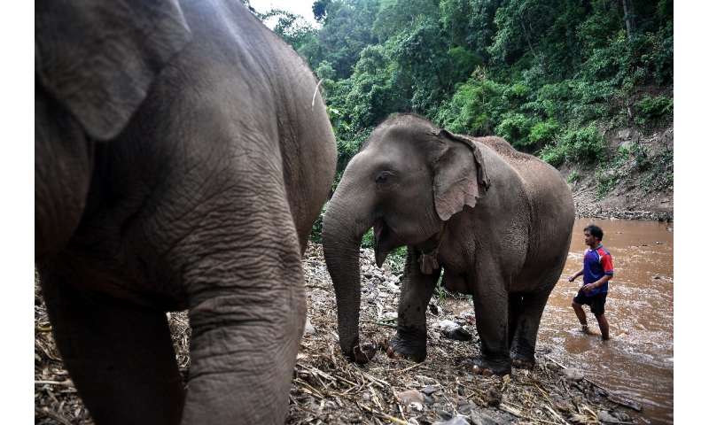 As the coronavirus pandemic paralysed global travel and closed many tourist sites, Thailand's some 3,000 domesticated elephants 