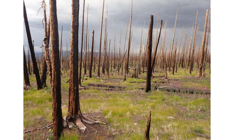 As wildfires flare up across West, research highlights risk of ecological change