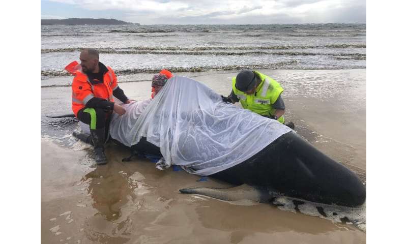 At least 380 whales have died in a mass stranding in southern Australia with rescuers managing to free just a few dozen survivor