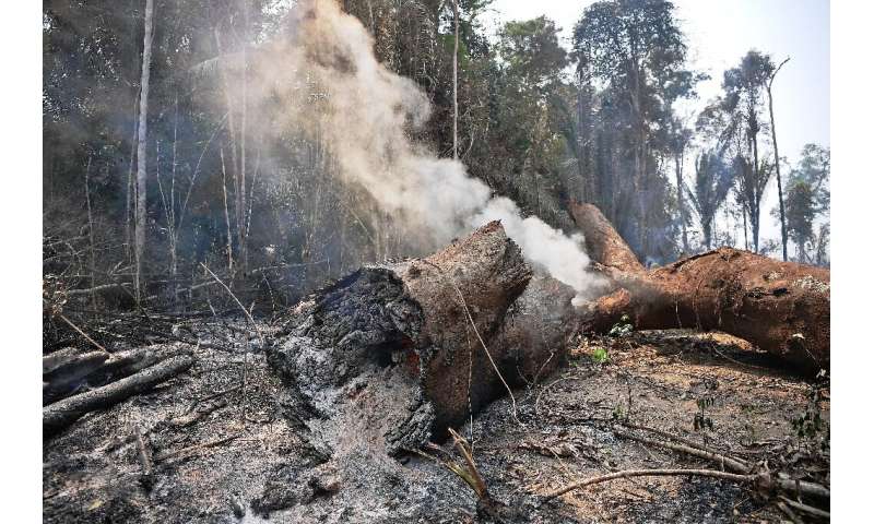 A tree trunk burns during a forest fire near Porto Velho, in the Amazon basin in west-central Brazil in Augurst 2019