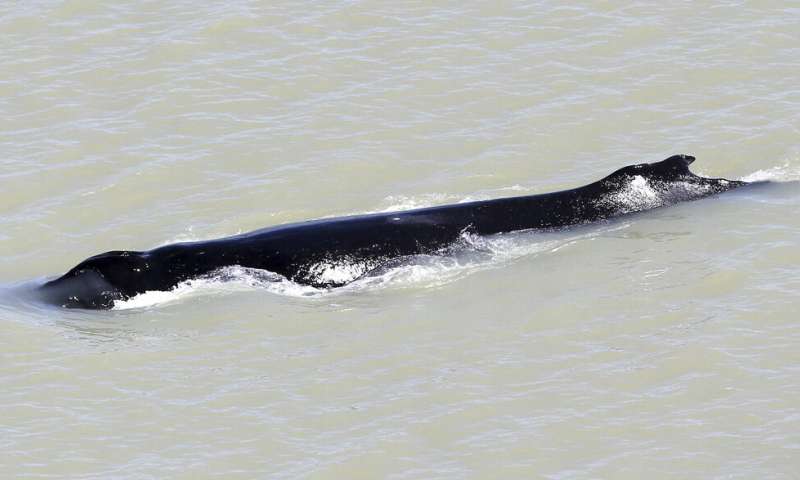 Australians hope to save whale from crocodile-infested river
