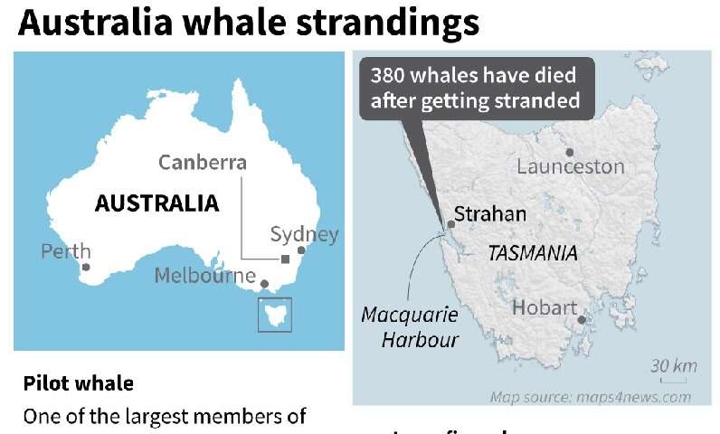 Australia whale strandings