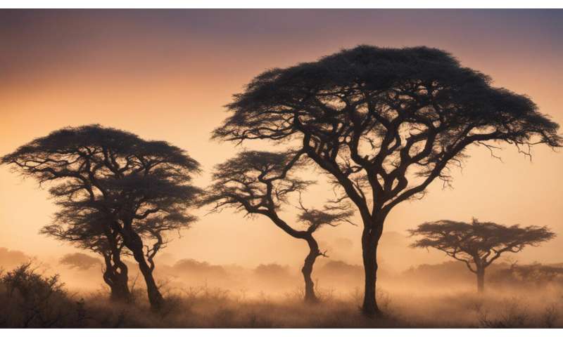 A view on climate change from the treetops of Western Africa