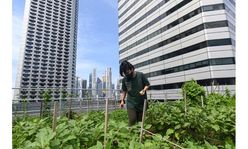 A worker tends to a rooftop farming patch atop the Raffles City mall in Singapore