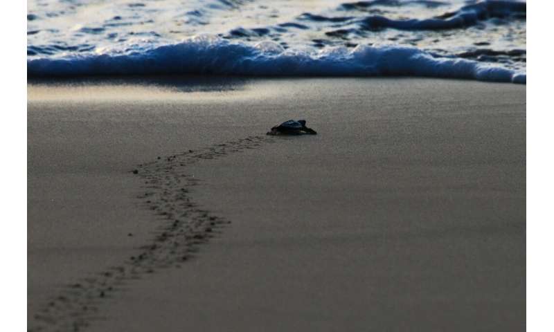 Baby sea turtles are their most vulnerable when they first hatch and make the run for the sea