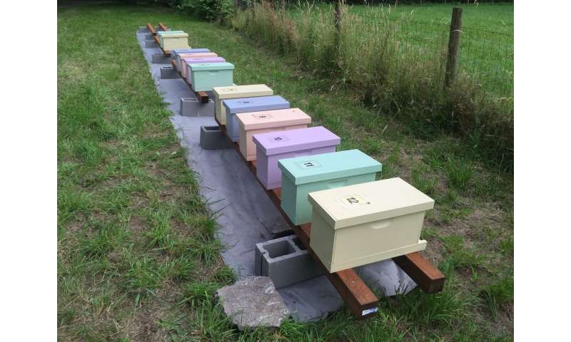 Backyard gardeners can act to help bee populations