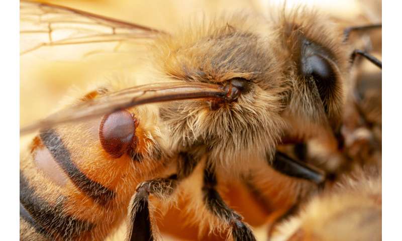 Bacteria engineered to protect bees from pests and pathogens