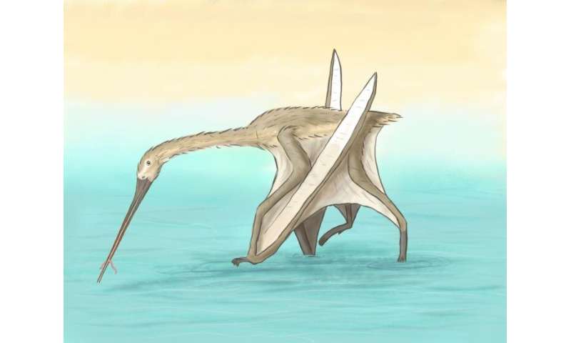 Beak bone reveals pterosaur like no other