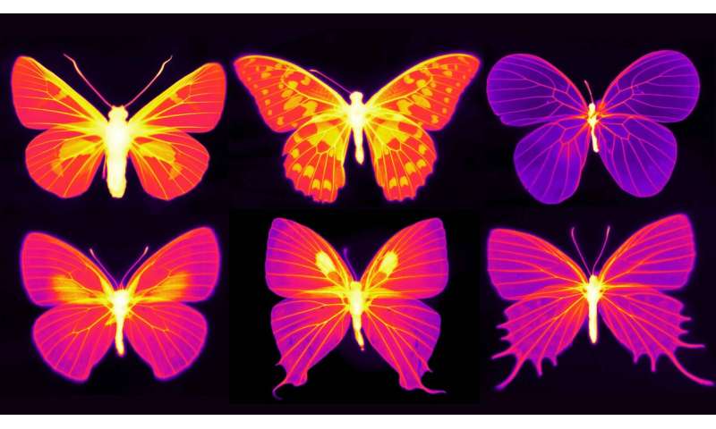 Beating the heat in the living wings of butterflies