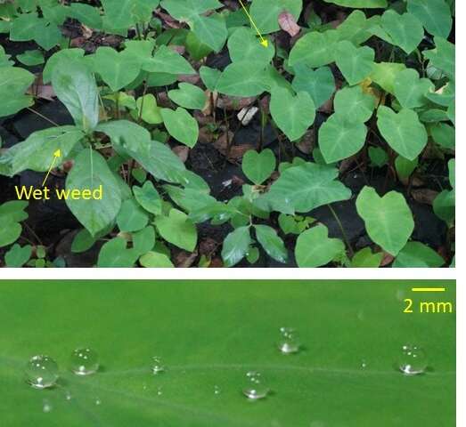 Beyond Lotus-effect: Taro leaf provides clues to design large hysteresis superhydrophobic surfaces