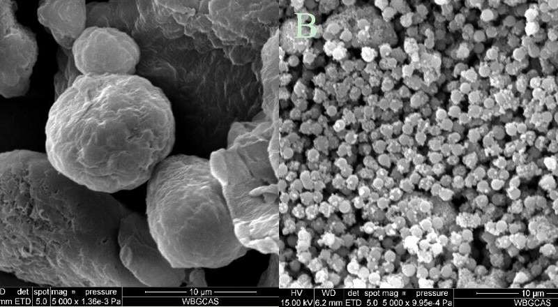 Bladder intake of microplastics induces toxicity in utricularia aurea lour