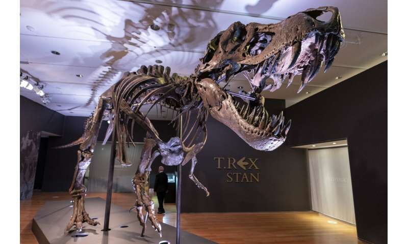 Bones to pick, for $8M: Stan the T rex goes up for auction