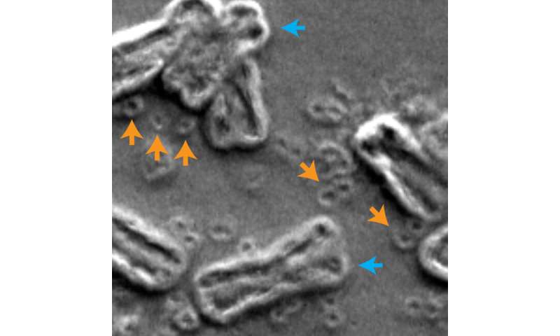突破坏：破碎的染色体如何使抗癌细胞耐药