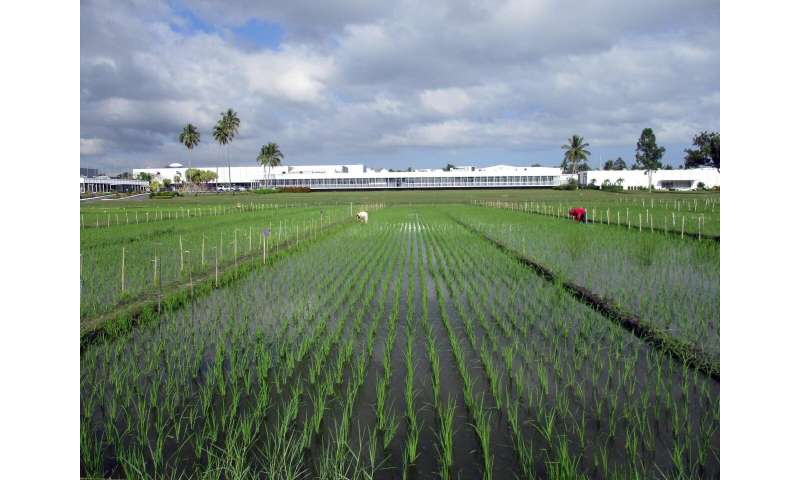 Breeding new rice varieties will help farmers in Asia