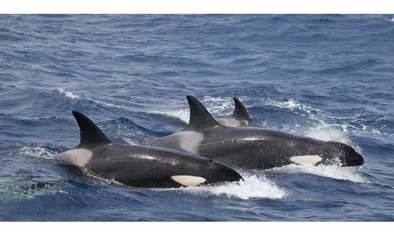 Bremer sub-basin is a killer whale feeding range, and wildlife tourism helps study their behaviour