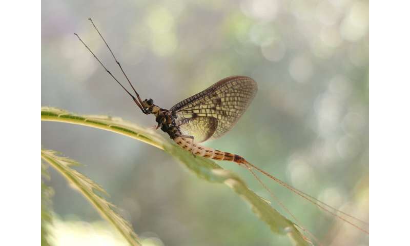 Brief buzz: Danish Mayfly named 2021 insect of the year