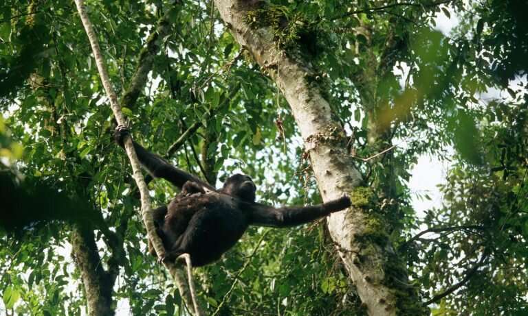 Bwindi baby boom brings welcome respite for beleaguered mountain gorillas