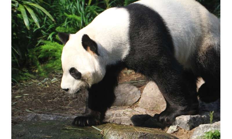 Canada pandas running on empty as bamboo dries up