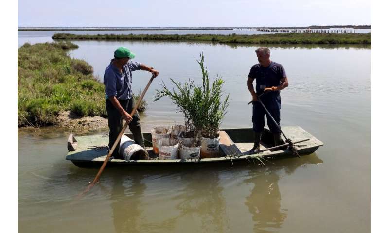 Carlo Marchesi (L) and Adriano Croitoru replant reeds as part of a project to return the Venice lagoon back to its former wildli