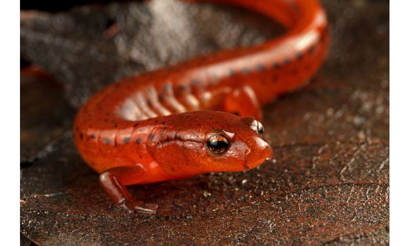 Carolina Sandhills Salamander: New species added to species-rich North Carolina