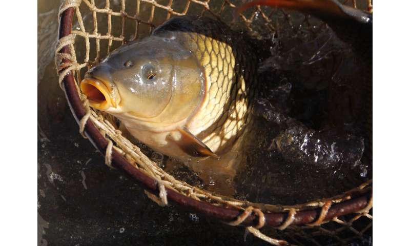 Carp from Europe were introduced into Groenvlei in South Africa in the 1800s and have proliferated so much that the lake's ecosy