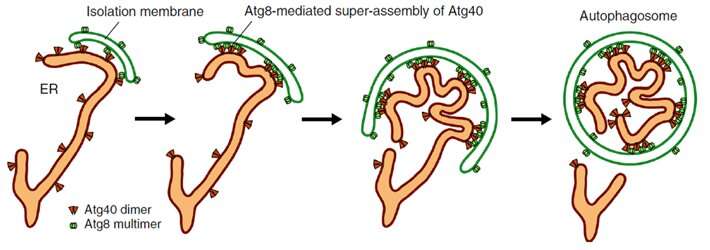 Cellular cleanup! Atg40 folds the endoplasmic reticulum to facilitate its autophagy