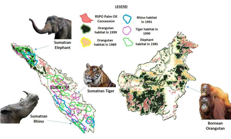 Certified “sustainable” palm oil replaced endangered mammals habitat and biodiverse tropical forests in the last 30 year