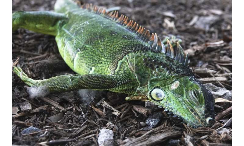 Chilly forecast, falling iguanas in store for Florida Xmas