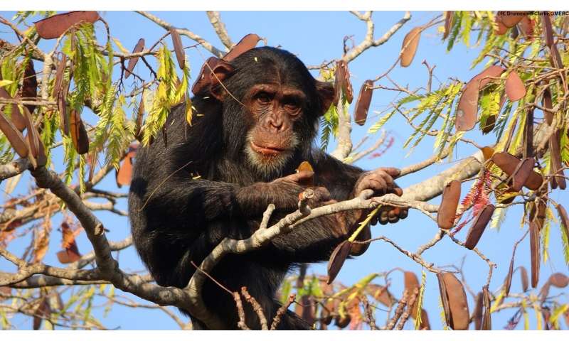 Chimpanzees show greater behavioural and cultural diversity in more variable environments