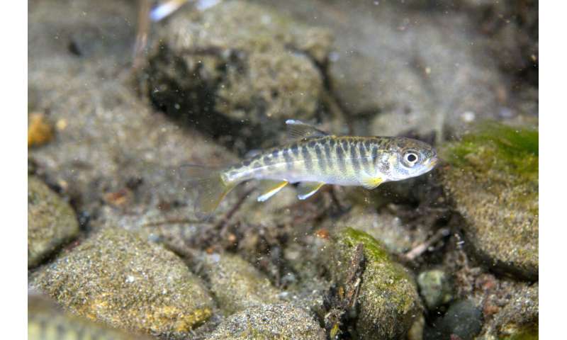 Chinook salmon declines related to changes in freshwater conditions