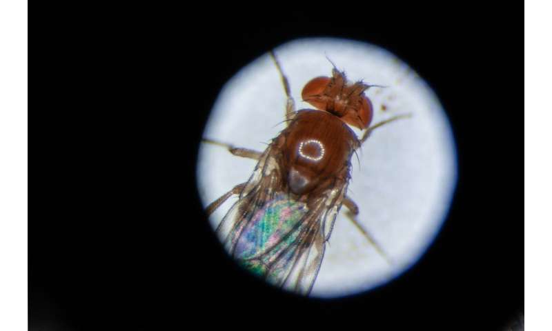 Circular RNA found to make fruit flies live longer - Phys.org