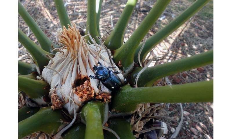 Coconut rhinoceros beetle makes unexpected 'host shift' to Guam's cycad trees