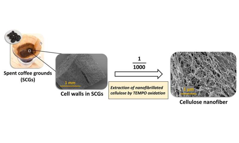 Coffee grounds show promise as wood substitute in producing cellulose nanofibers