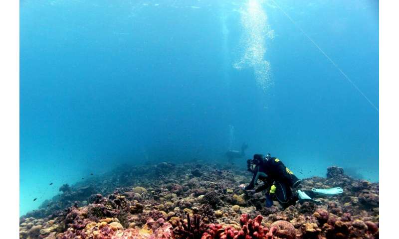 Coral recovery during a prolonged heatwave offers new hope
