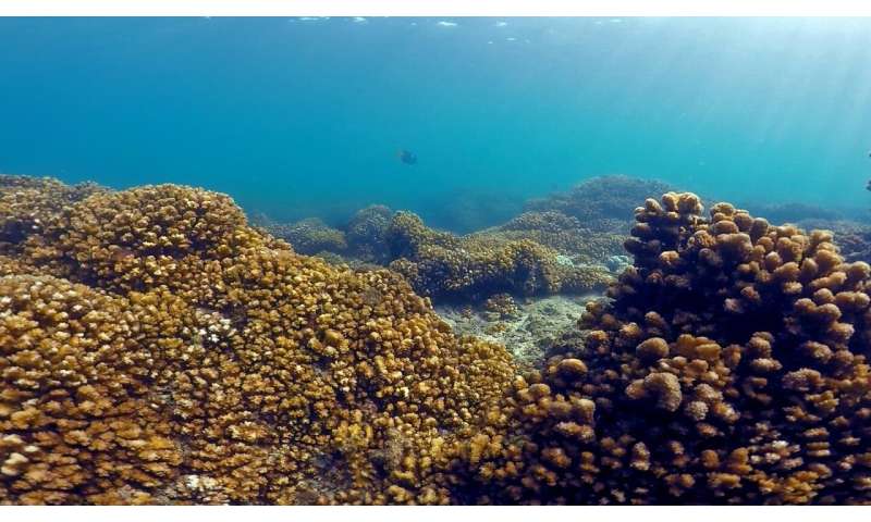 Coral reefs show resilience to rising temperatures