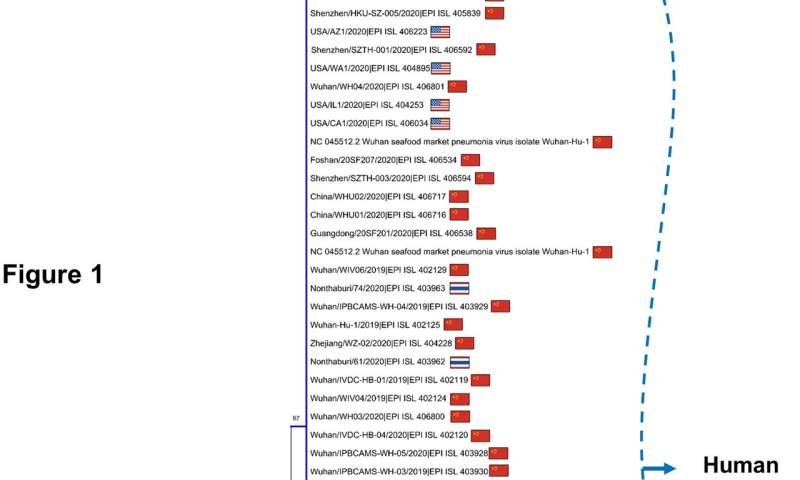 Coronavirus 2019-nCoV: the largest meta-analysis of the sequenced genomes of the virus