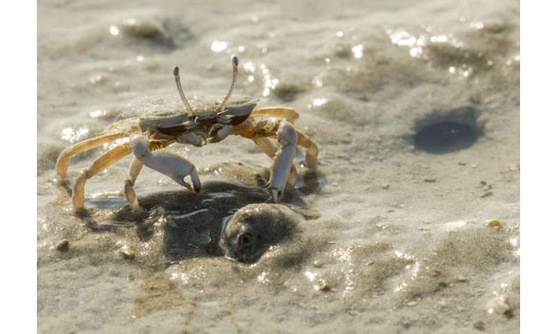 Crabs are key to ecology and economy in Oman
