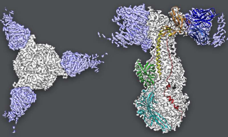 Cryo-EM study yields new clues to chicken pox infection
