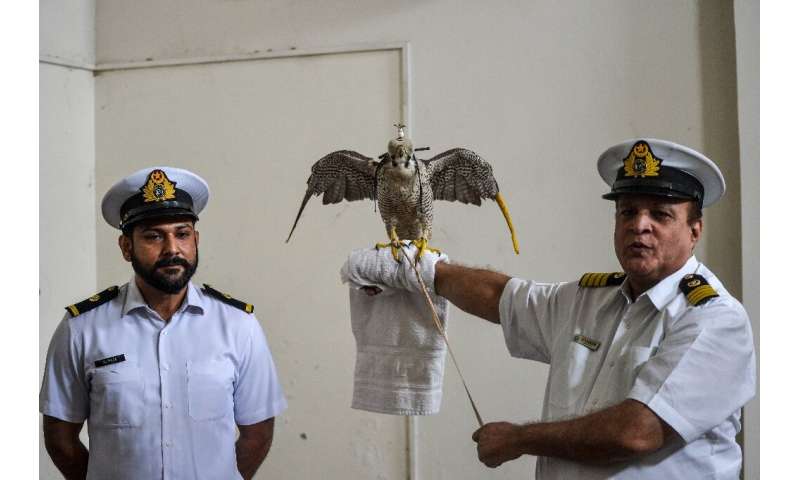 Customs officials seized 75 falcons and a houbara bustard at locations around Karachi
