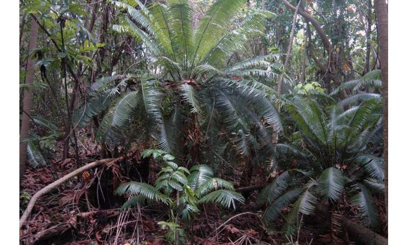 Cycad plants provide an important 'ecosystem service'
