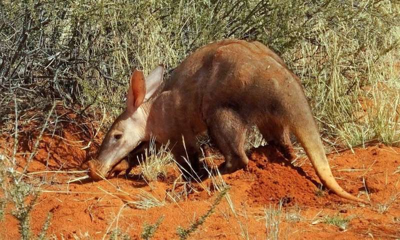 Conservation Africa News - Daytime aardvark sightings are a sign of troubled times