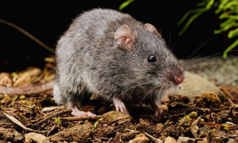 'Death by irony': The mystery of the mouse that died of smoke inhalation, but went nowhere near a fire