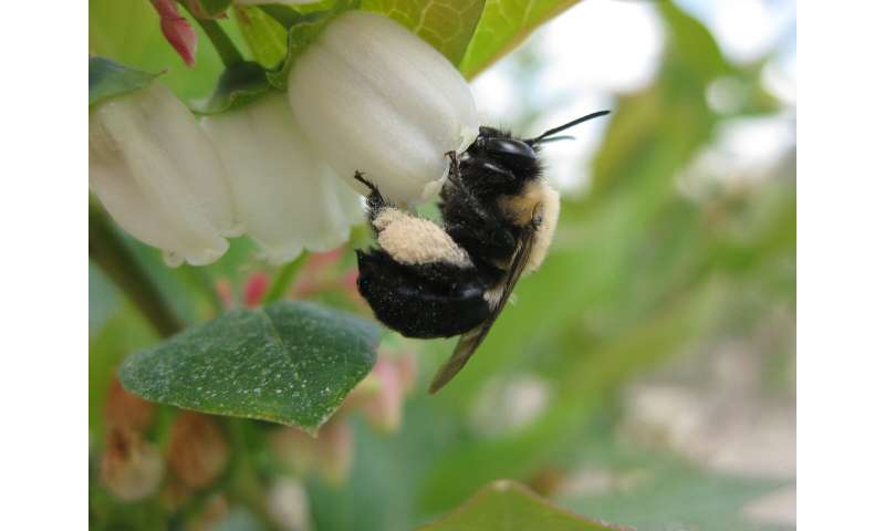Decline of bees, other pollinators threatens US crop yields