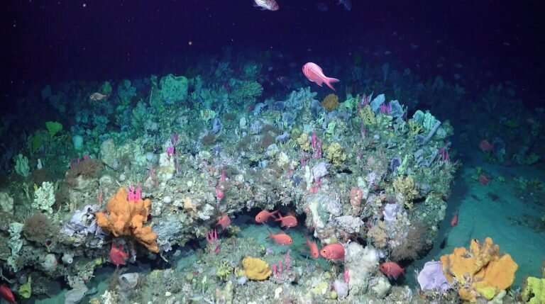 Deep-sea coral gardens discovered in canyons off Australia's South West