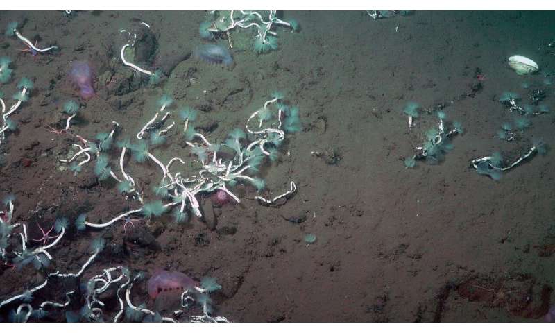 Deep-sea worms and bacteria team up to harvest methane