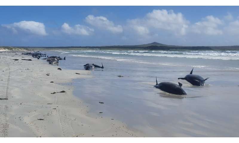 Department biodiversity ranger Jemma Welch said 69 whales had already died by the time wildlife officers reached the beach